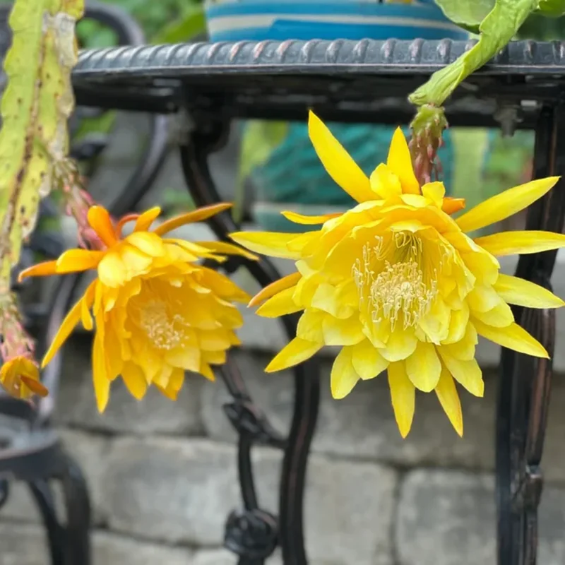 Yellow Epiphyllum Orchid Cactus Plants - Rooted Houseplant Indoor Outdoor 5-7 Inches