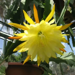 Yellow Epiphyllum Orchid Cactus Plants - Rooted Houseplant Indoor Outdoor 5-7 Inches