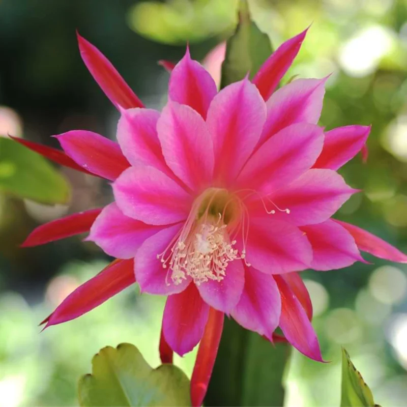 Pink Epiphyllum Orchid Cactus Plant - Live Succulent - 5 Inch Tall - Indoor Growing