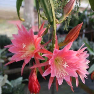 Pink Epiphyllum Orchid Cactus Plant - Live Succulent - 5 Inch Tall - Indoor Growing