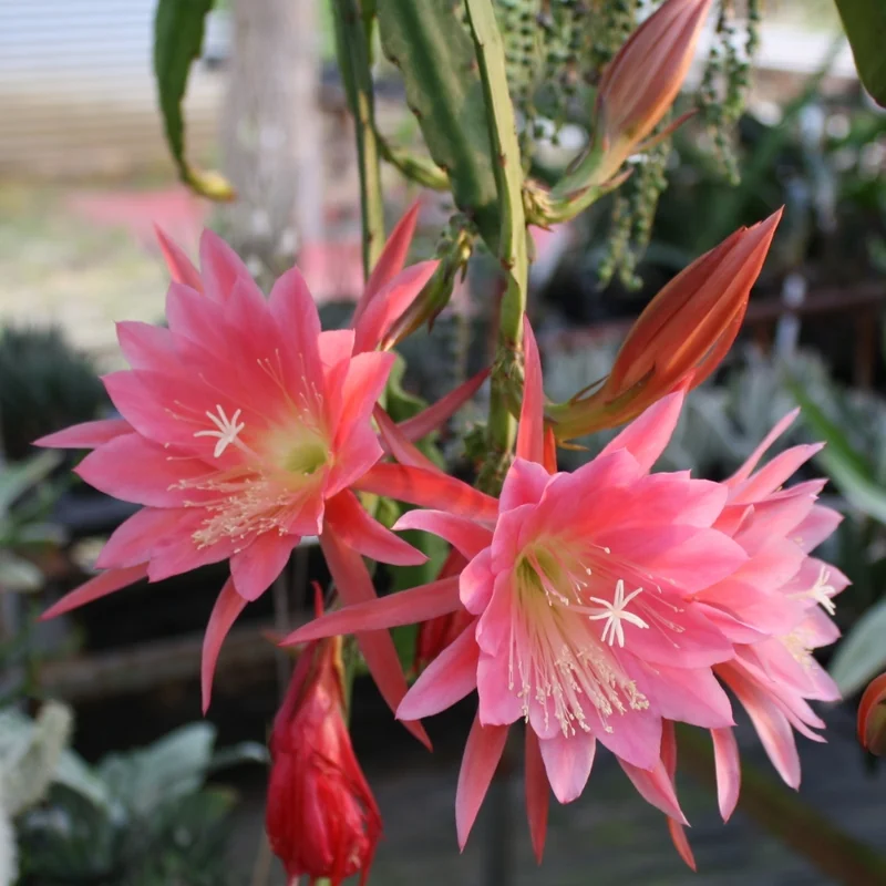 Pink Epiphyllum Orchid Cactus Plant - Live Succulent - 5 Inch Tall - Indoor Growing