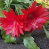 Epiphyllum Orchid Cactus - 2 Red Live Succulent Plants - 5 Inch Indoor Growing