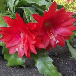 Epiphyllum Orchid Cactus - 2 Red Live Succulent Plants - 5 Inch Indoor Growing