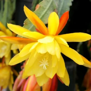 Yellow Epiphyllum Orchid Cactus Plants - Live Indoor Succulents - 5 Inch Tall