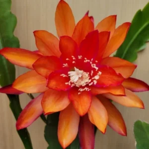 Orange Epiphyllum Orchid Cactus Plants - Live Succulent - 5 Inch Indoor Growing
