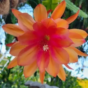 Orange Epiphyllum Orchid Cactus Plants - Live Succulent - 5 Inch Indoor Growing