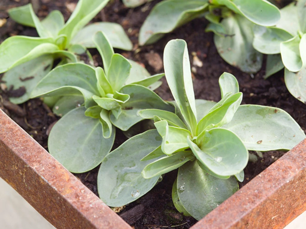 Lisianthus plants, how to grow Lisianthus