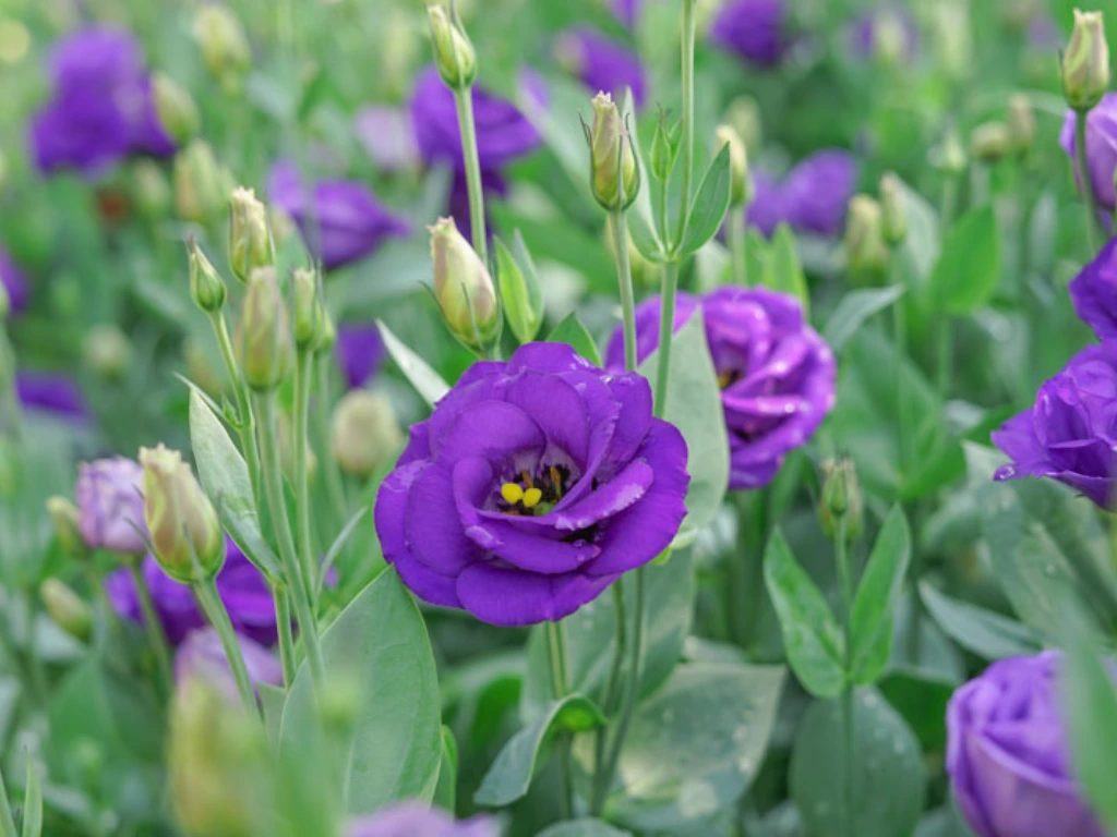purple lisianthus flowers