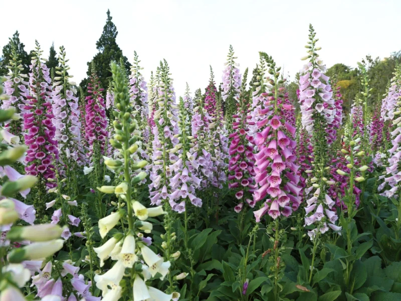 foxglove flowers