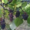 Concord Blue (Jelly/Juice) Grapevine - 2 Year Old