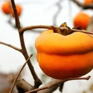 Tamopan Persimmon Chinese Persimmon Tree (北京磨盘柿) Grafted 2 Year Plant