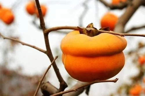 Tamopan Persimmon Chinese Persimmon Tree (北京磨盘柿) Grafted 2 Year Plant