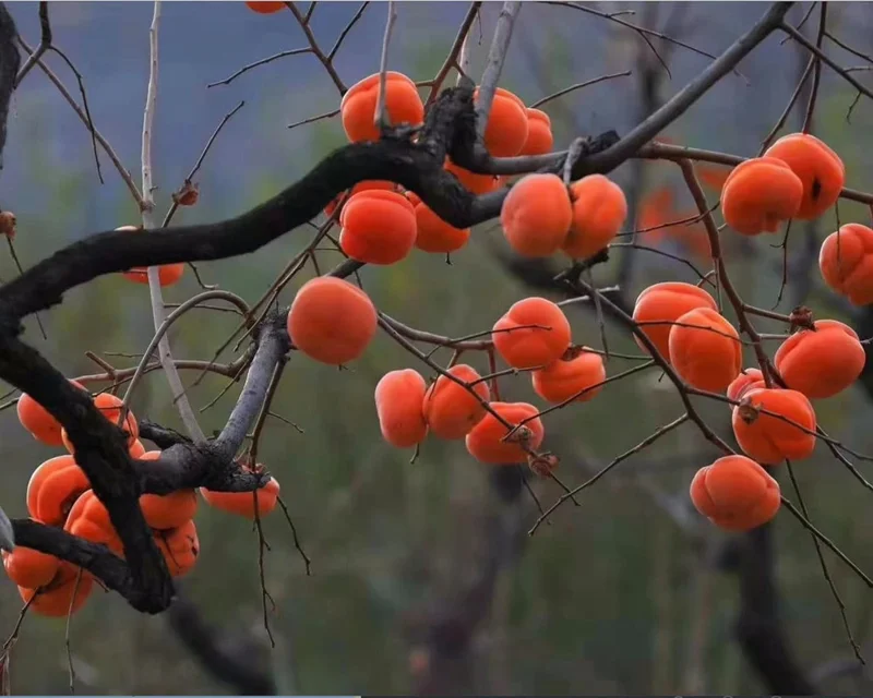Tamopan Persimmon Chinese Persimmon Tree (北京磨盘柿) Grafted 2 Year Plant