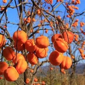 Tamopan Persimmon Chinese Persimmon Tree (北京磨盘柿) Grafted 2 Year Plant