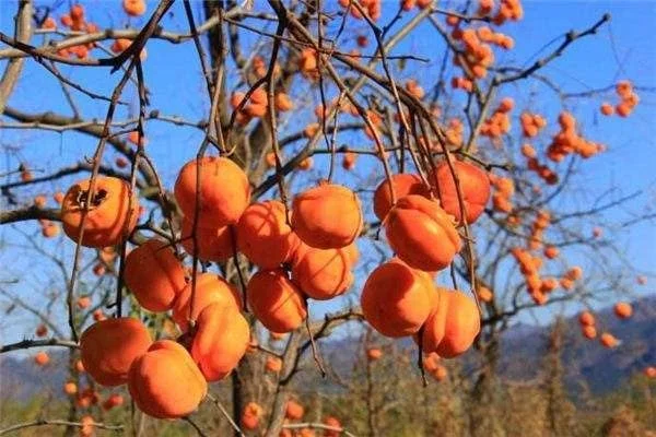Tamopan Persimmon Chinese Persimmon Tree (北京磨盘柿) Grafted 2 Year Plant