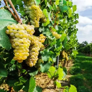 Moscato Grape Plant with Roots (Muscato Grape) (Mascato Grape) (Muscat Grape) Living Plant Bare Root 100% Survival Guaranteed