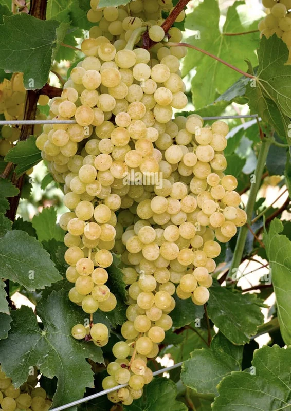 Moscato Grape Plant with Roots (Muscato Grape) (Mascato Grape) (Muscat Grape) Living Plant Bare Root 100% Survival Guaranteed