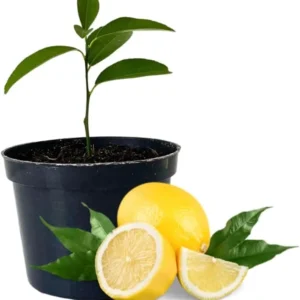Meyer Lemon Plant Live, 1-2" Potted Perennial Fruit Tree