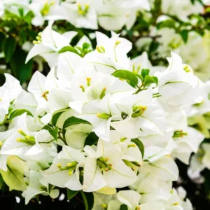 White Bougainvillea Plant Live, Climbing Vine, 4" Pot, White Flowers