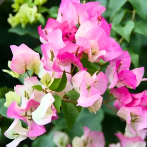 Bougainvillea Plant White Pink - Live Climbing Vine 4" Pot Flowers