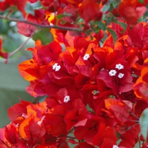 Red Bougainvillea Plant Live - Climbing Vine - 4 Inch Pot - Flowers