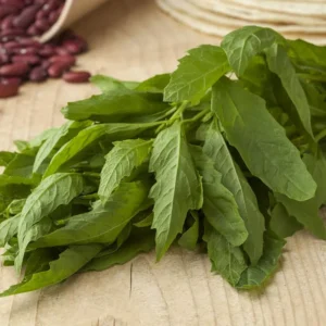 Epazote Plant Live 4