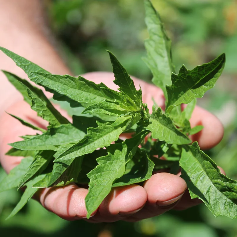 Epazote Plant Live 4" Pot - Grow Your Own Herb Garden