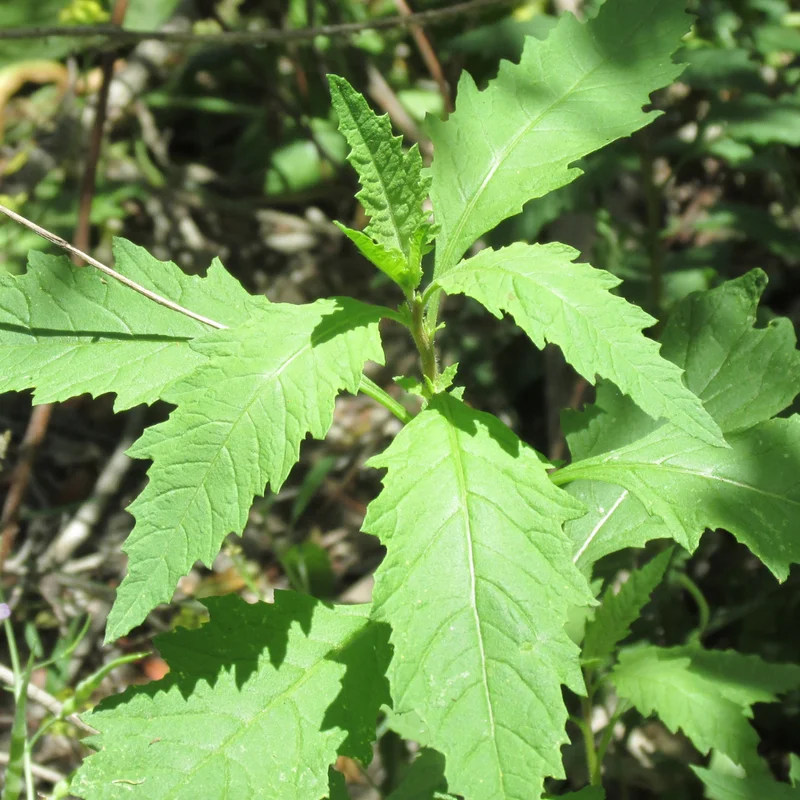 Epazote Plant Live Herb Plant in Gallon Pot for Outdoor Growing