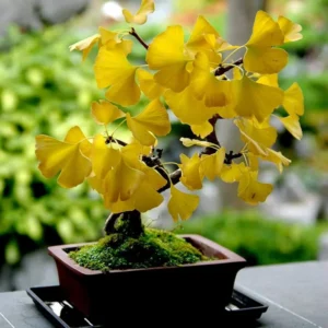 Ginkgo Tree Live Plant - 4 Inch Pot - Ginkgo Plant for Growing