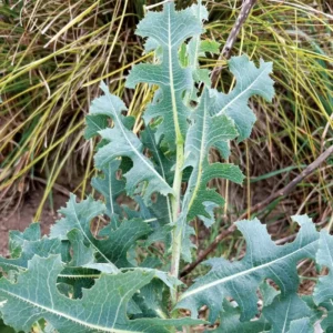 Wild Lettuce Plant Live Herb - 4 inch Pot - Easy to Grow