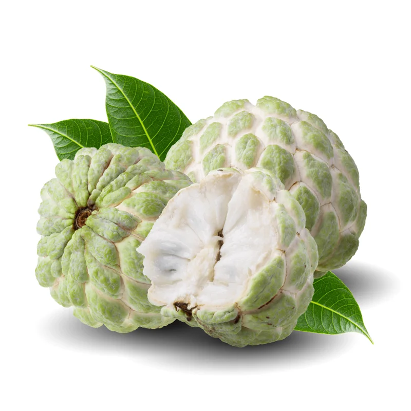 Sugar Apple Tree Live Plant - 8 Inch Tropical Fruit Tree in 3" Pot