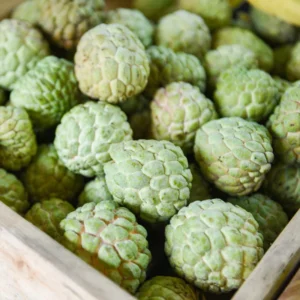 Sugar Apple Tree Live Plant - 8 Inch Tropical Fruit Tree in 3