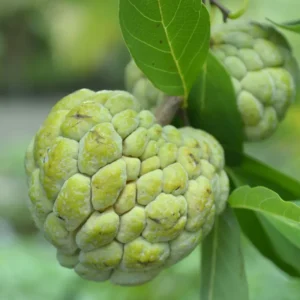 Sugar Apple Tree Live Plant - 8 Inch Tropical Fruit Tree in 3