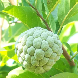 Sugar Apple Tree Live Plant - 8 Inch Tropical Fruit Tree in 3