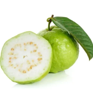 White Guava Tree Live Plant - 4 Inch Pot - Fragrant Cold Hardy Seedling