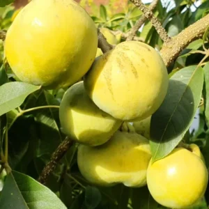 White Guava Tree Live Plant - 4 Inch Pot - Fragrant Cold Hardy Seedling