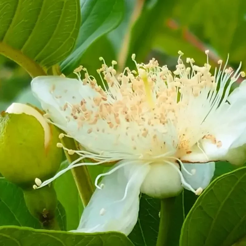 White Guava Tree Live Plant - 4 Inch Pot - Fragrant Cold Hardy Seedling
