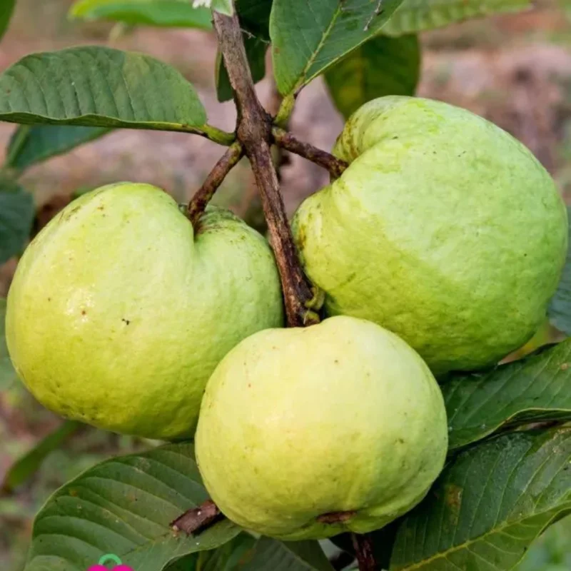 White Guava Tree Live Plant - 4 Inch Pot - Fragrant Cold Hardy Seedling