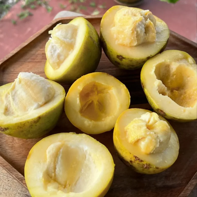 White Sapote Plant Live - Tropical Sapodilla Fruit Tree - 4 Inch Pot