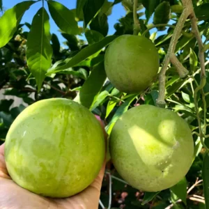 White Sapote Plant Live - Tropical Sapodilla Fruit Tree - 4 Inch Pot