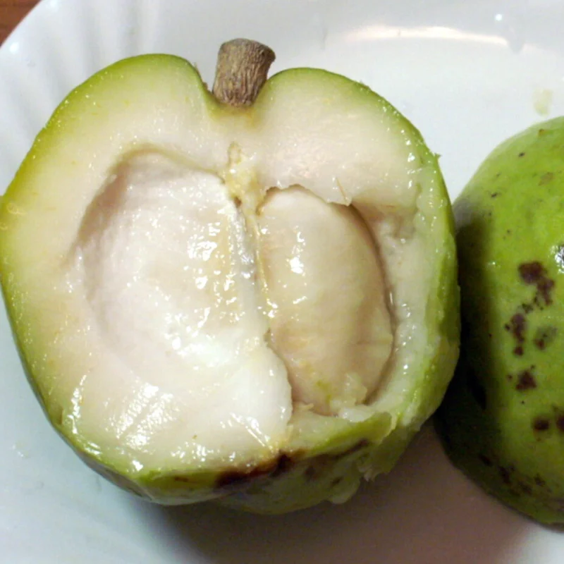 White Sapote Plant Live - Tropical Sapodilla Fruit Tree - 4 Inch Pot