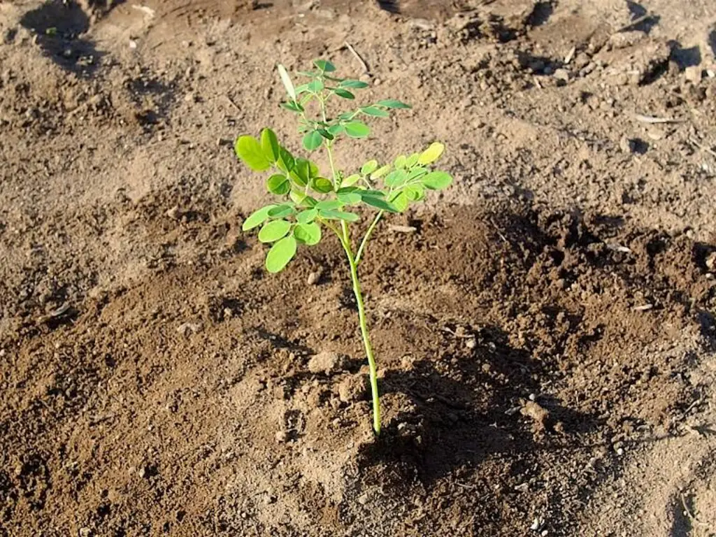 Planting Moringa Plant