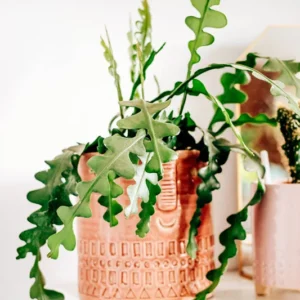 Fishbone Cactus Plant Live - Zig Zag Cactus 5-7 Inch Tall - 2