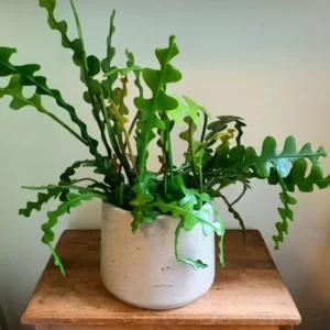 Fishbone Cactus Plant Live - Zig Zag Cactus 5-7 Inch Tall - 2