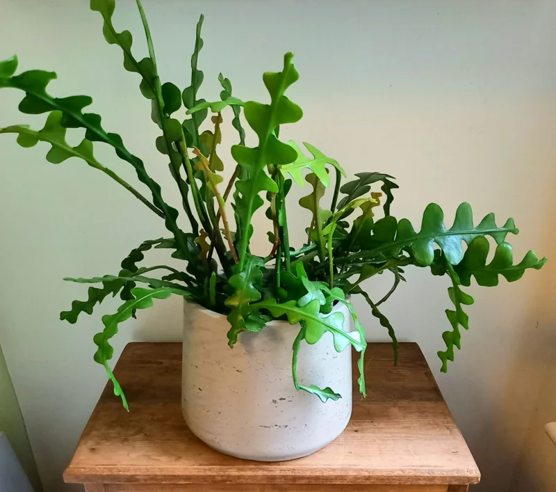 Fishbone Cactus Plant Live - Zig Zag Cactus 5-7 Inch Tall - 2" Pot