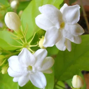 Sambac Jasmine Plant Live - 8 Inch Fragrant Climbing Vine in 3" Pot