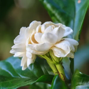 Sambac Jasmine Plant Live - 8 Inch Fragrant Climbing Vine in 3