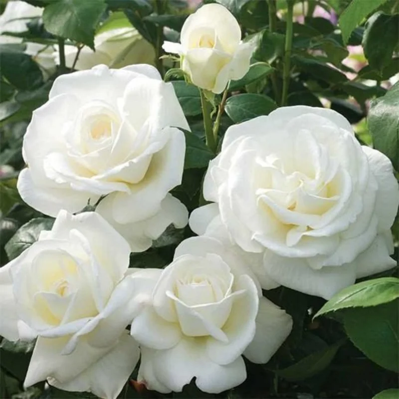 Mini Rose Plant Live - Miniature Rose Bush - 3" Pot - White Flowers