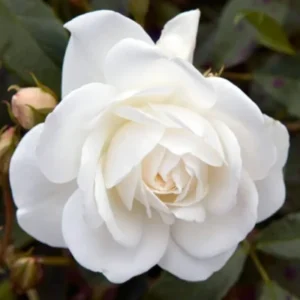 Mini Rose Plant Live - Miniature Rose Bush - 3