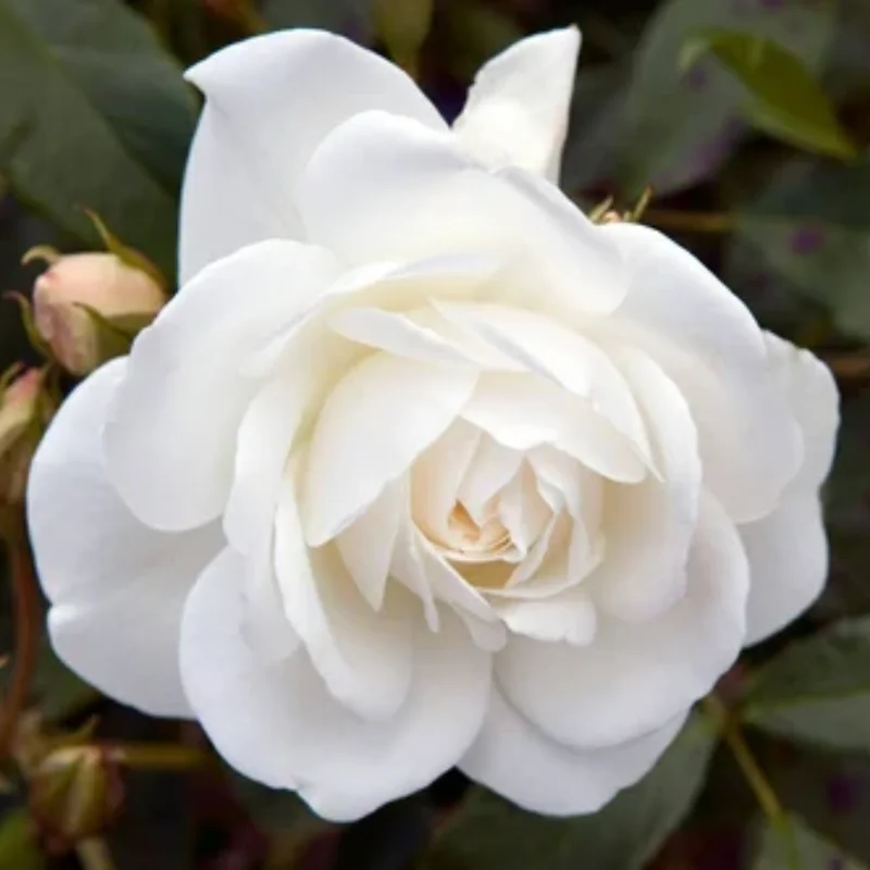 Mini Rose Plant Live - Miniature Rose Bush - 3" Pot - White Flowers